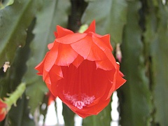 TanhuaRed (49)